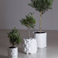 GROWTH by Bike Ayaskan and Begum Ayaskan