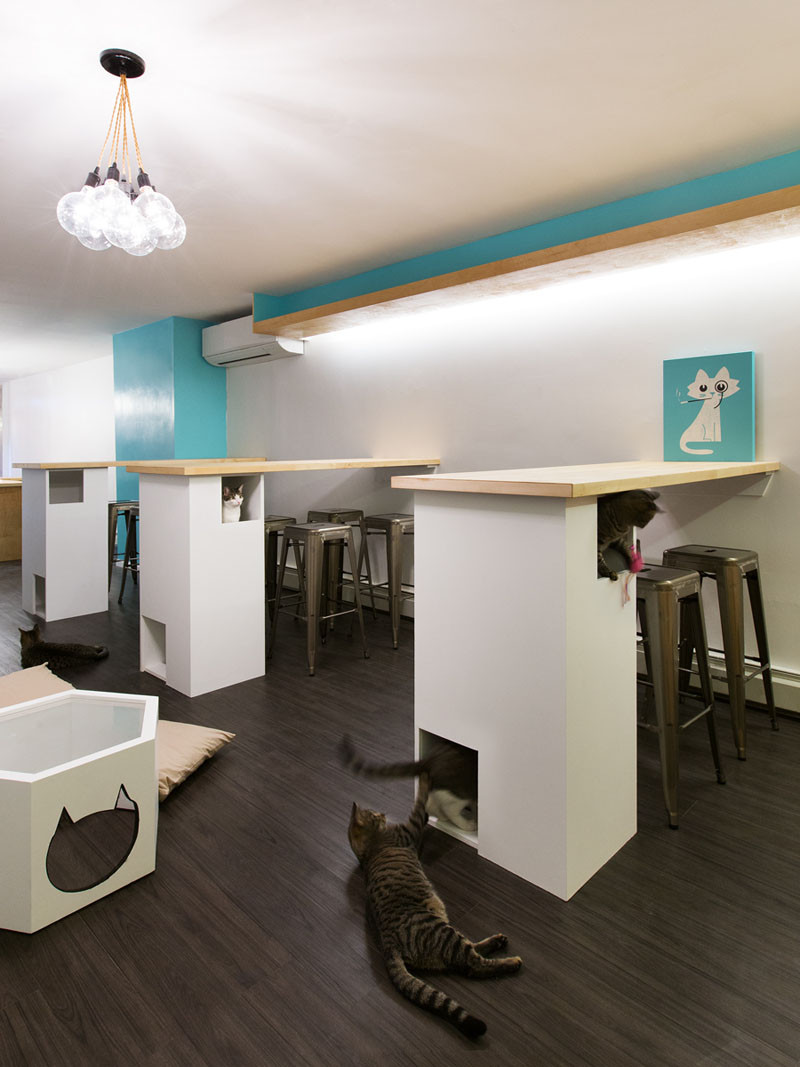 See Inside This Cat Cafe In New York CONTEMPORIST