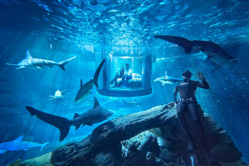 You can now sleep in this underwater room surrounded by sharks