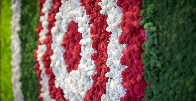 Natural Dried Reindeer Moss By Polarmoss
