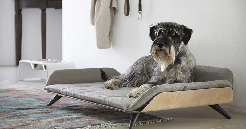 The Letto dayBed Is A Modern Dog Bed With Plenty Of Style