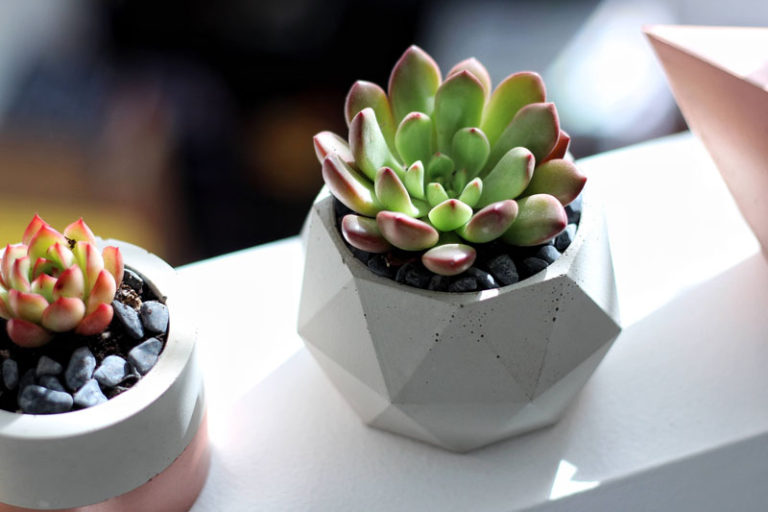 Fun And Functional Tabletop Planters Are An Easy Addition To Your Home