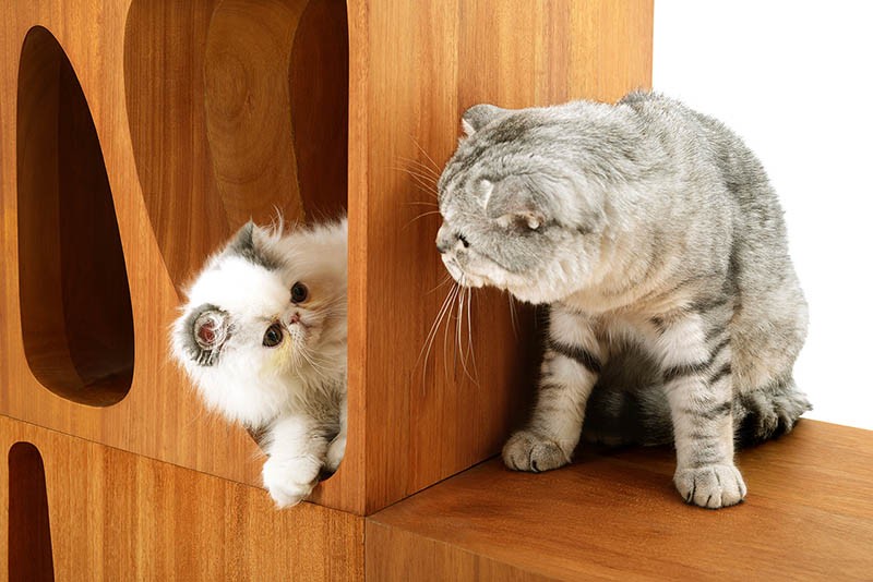 Sculptural Wood Cubes Designed For Playful Cats