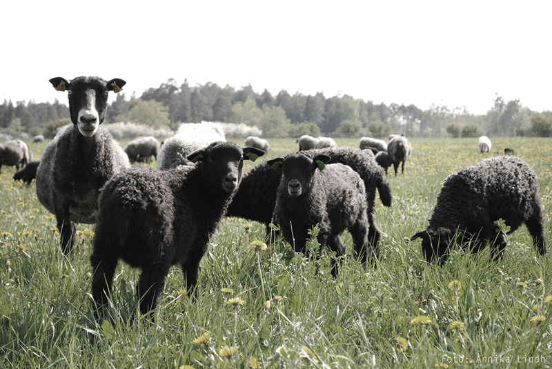 Hanna Bramford's 'Black Sheep Stool' And A Look At How It Was Made