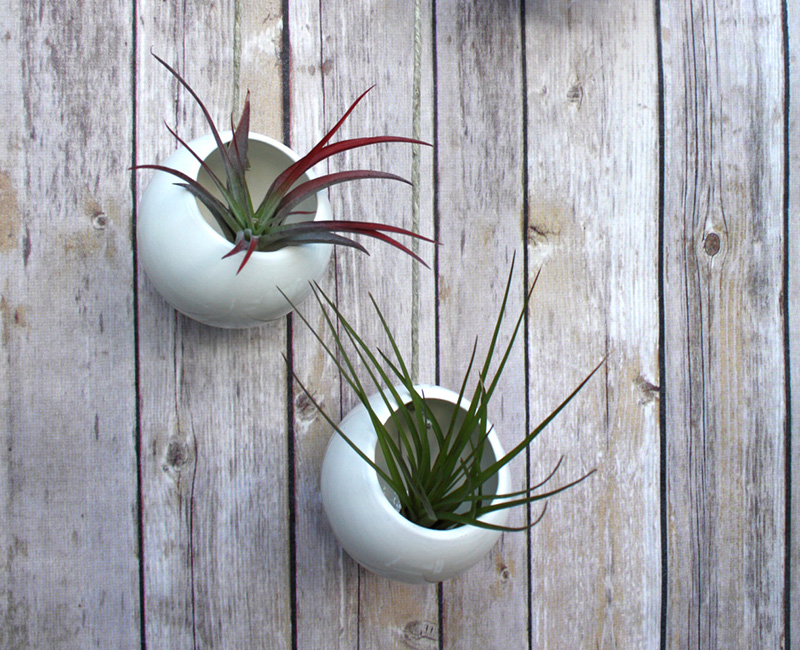 A pair of round ceramic wall planters by FettleAndFire #Planters #SmallPlanters #Plants #Decor #HomeDecor #GiftIdea #WallPlanter