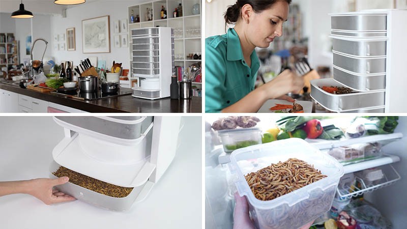The world's first hive for edible insects