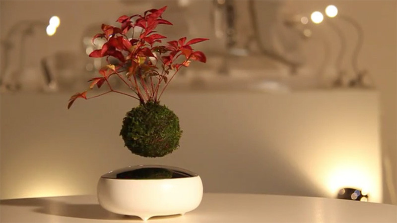 The 'Air Bonsai' makes it possible for your plant to float in mid-air