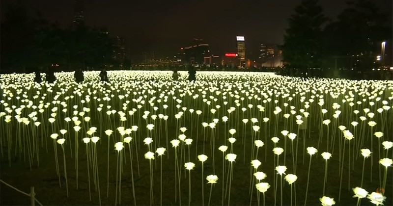 A field of illuminated roses has arrived in Hong Kong for Valentine's Day