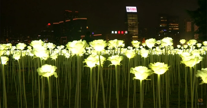 A field of illuminated roses has arrived in Hong Kong for Valentine's Day