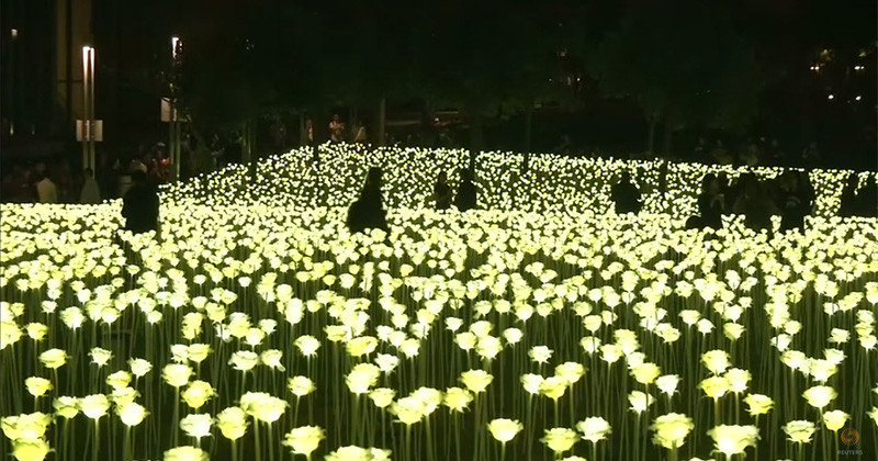 A field of illuminated roses has arrived in Hong Kong for Valentine's Day