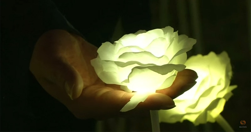 A field of illuminated roses has arrived in Hong Kong for Valentine's Day