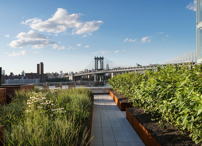 This rooftop garden in New York is like a meadow in the sky