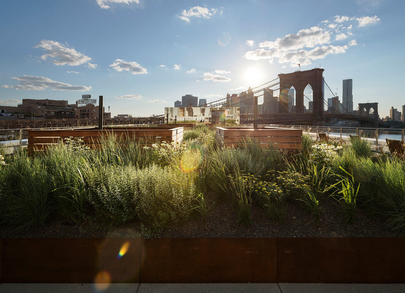 This rooftop garden in New York is like a meadow in the sky