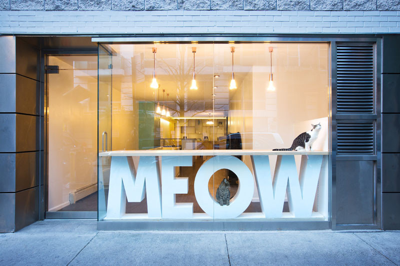 See Inside This Cat Cafe In New York