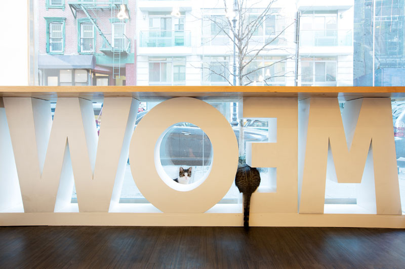 See Inside This Cat Cafe In New York