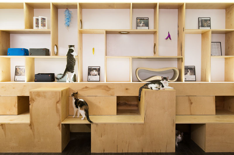 See Inside This Cat Cafe In New York