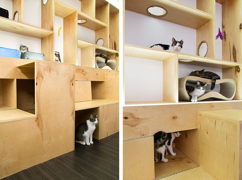 See Inside This Cat Cafe In New York