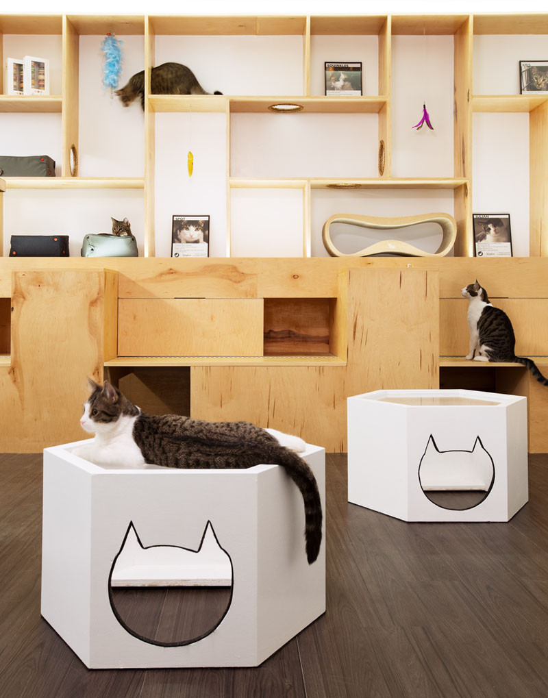 See Inside This Cat Cafe In New York