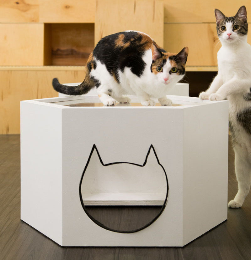 are there any cat cafes near me are there any cat cafes near me