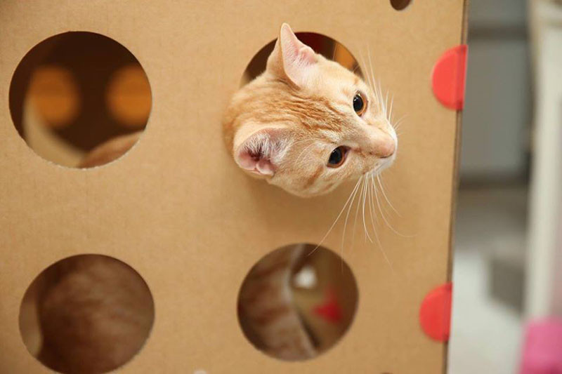 BoxKitty, a modular cardboard cat castle