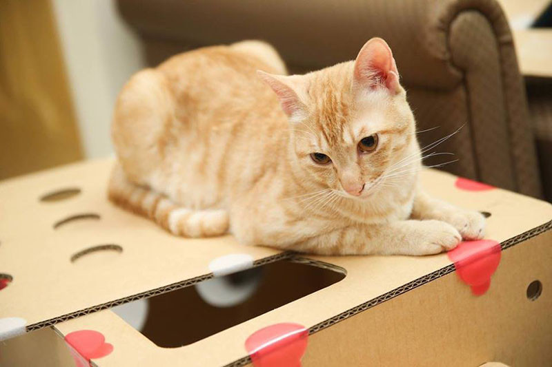 BoxKitty, a modular cardboard cat castle