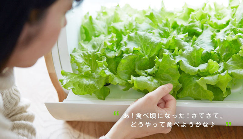 This modern countertop hydroponic garden lets you grow food from a single seed. #HydroponicGarden #CountertopGarden #HerbGarden #VegetableGarden