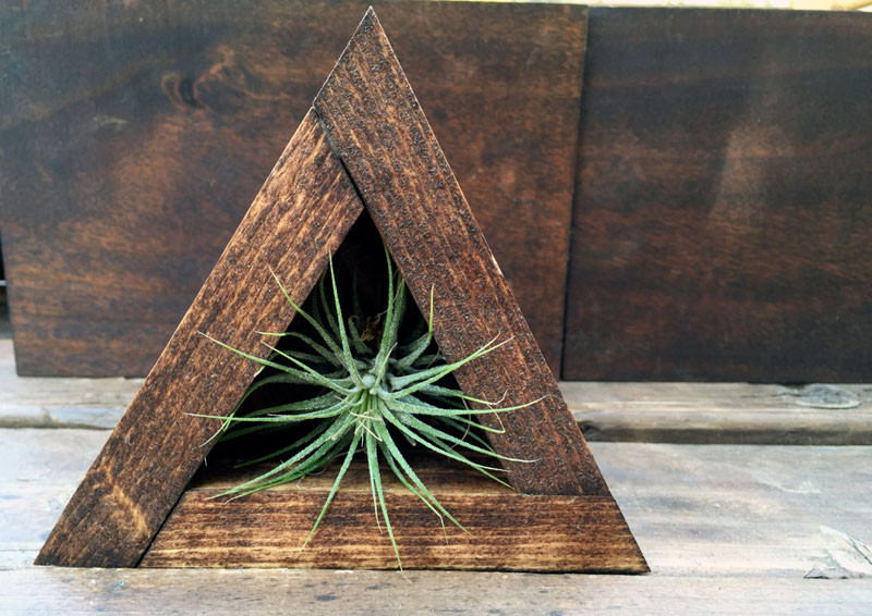 12 Elegant Ways To Bring Air Plants Into Your Home // This wooden air plant holder is a unique way to display air plants while adding a touch of wood to your decor. #AirPlants #ModernHomeDecor #Planters #ModernDecor