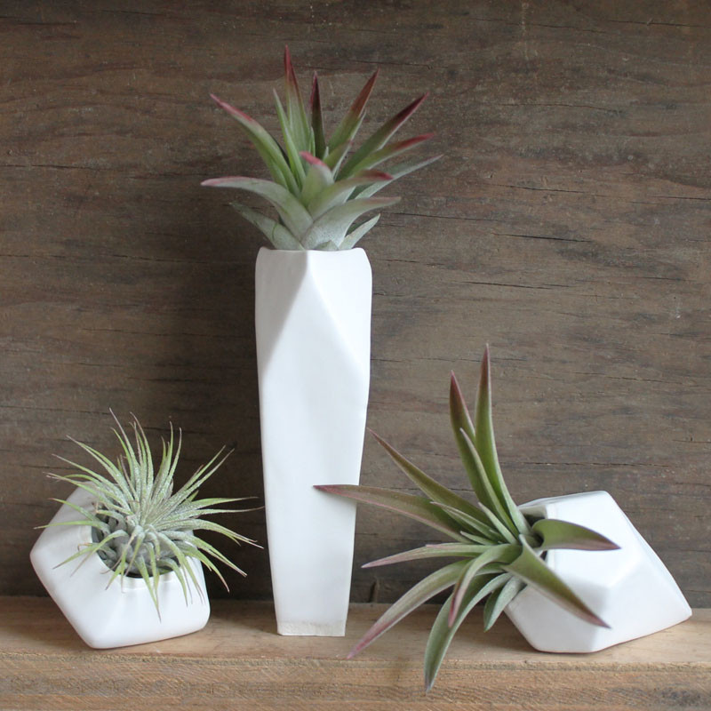 12 Elegant Ways To Bring Air Plants Into Your Home // Planters grouped together always look good. #AirPlants #ModernHomeDecor #Planters #ModernDecor