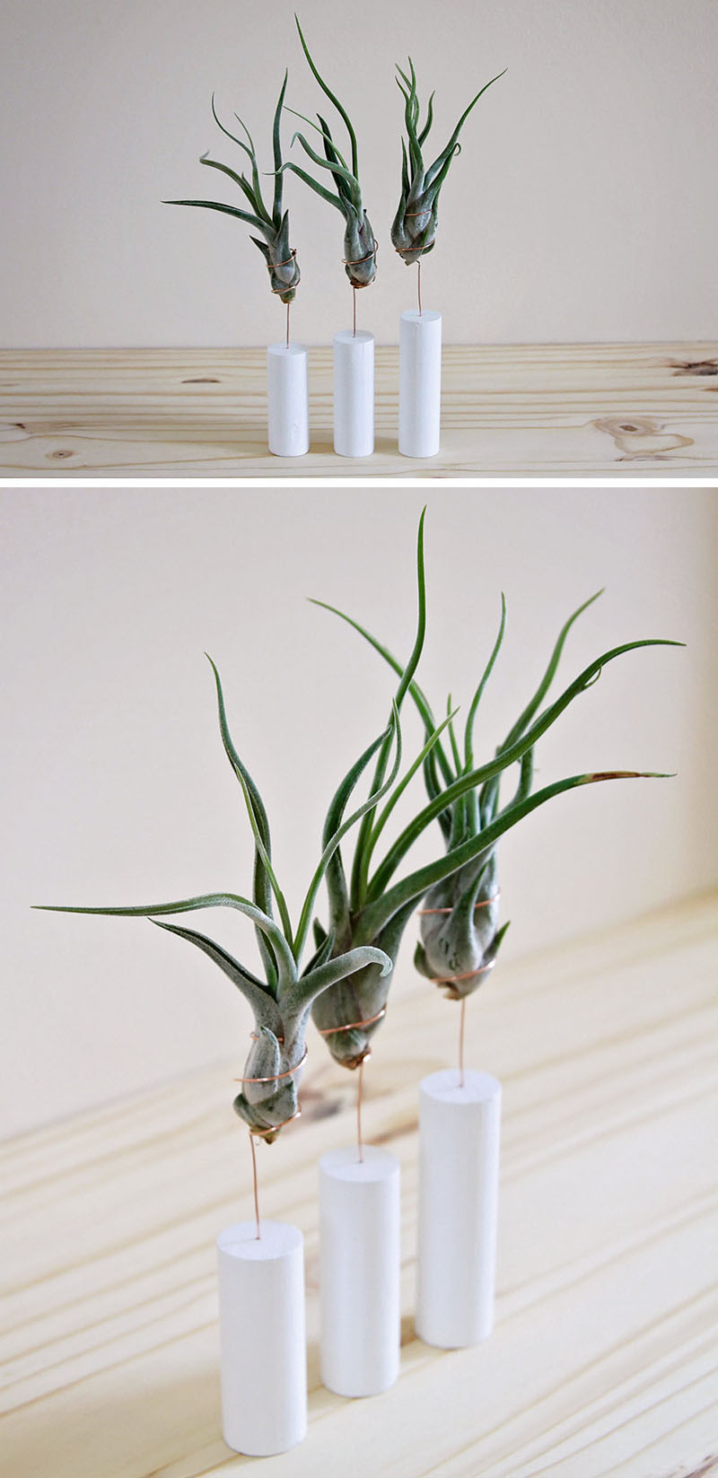 12 Elegant Ways To Bring Air Plants Into Your Home // Simple stands are another way to display air plants. #AirPlants #ModernHomeDecor #Planters #ModernDecor