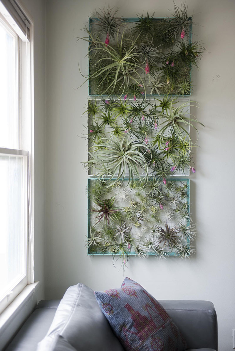 12 Elegant Ways To Bring Air Plants Into Your Home // This frame is a great way to display all of your air plants and makes for a beautiful living piece of artwork. #AirPlants #ModernHomeDecor #Planters #ModernDecor