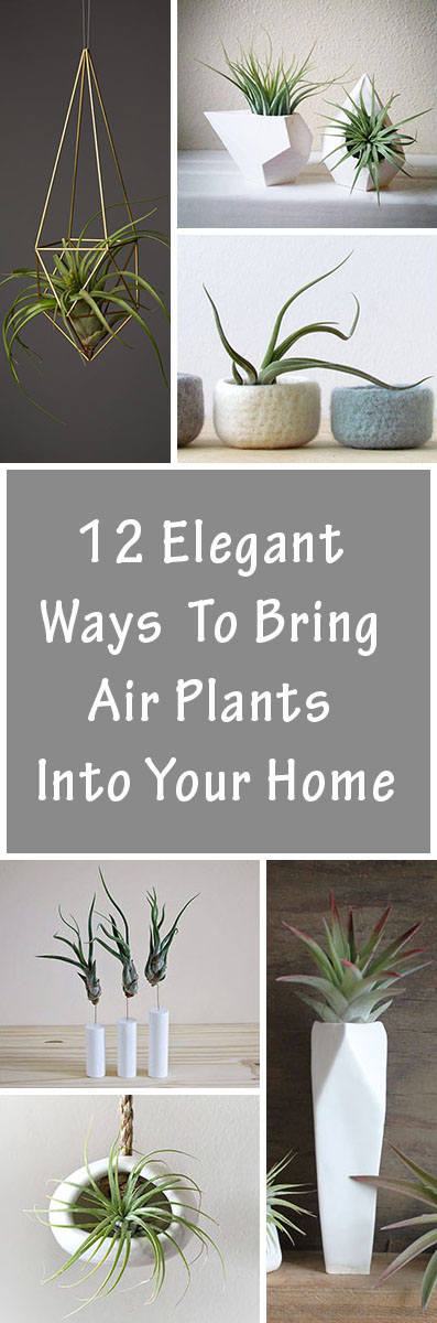 12 Elegant Ways To Bring Air Plants Into Your Home