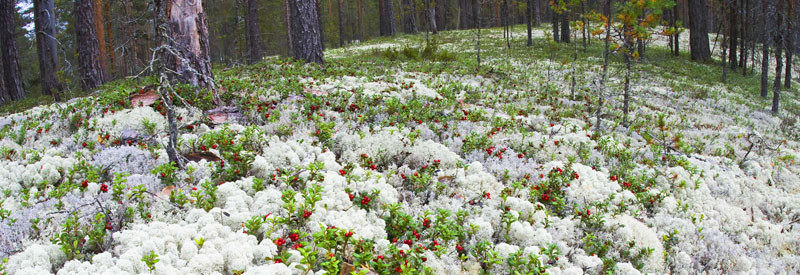 Natural Dried Reindeer Moss By Polarmoss