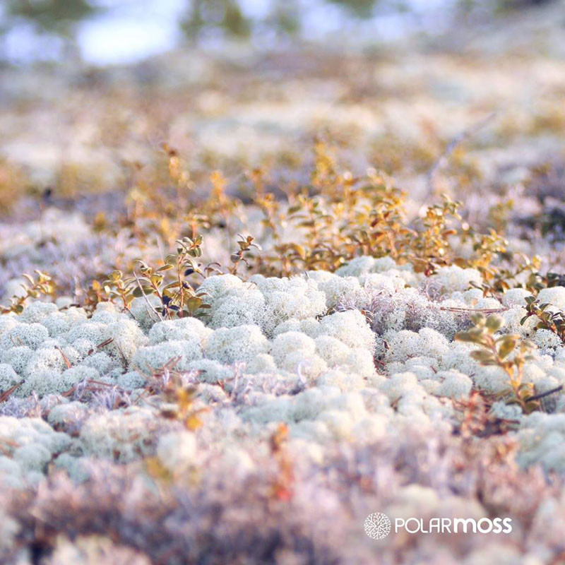 Natural Dried Reindeer Moss By Polarmoss