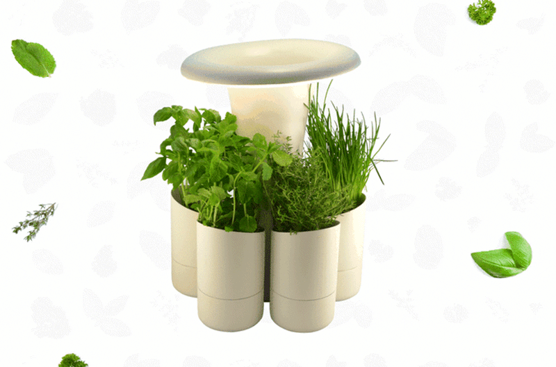 Calla, an indoor hydroponic herb planter