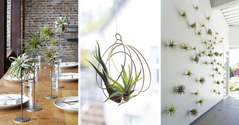 6 Creative Ideas For Displaying Air Plants In Your Home