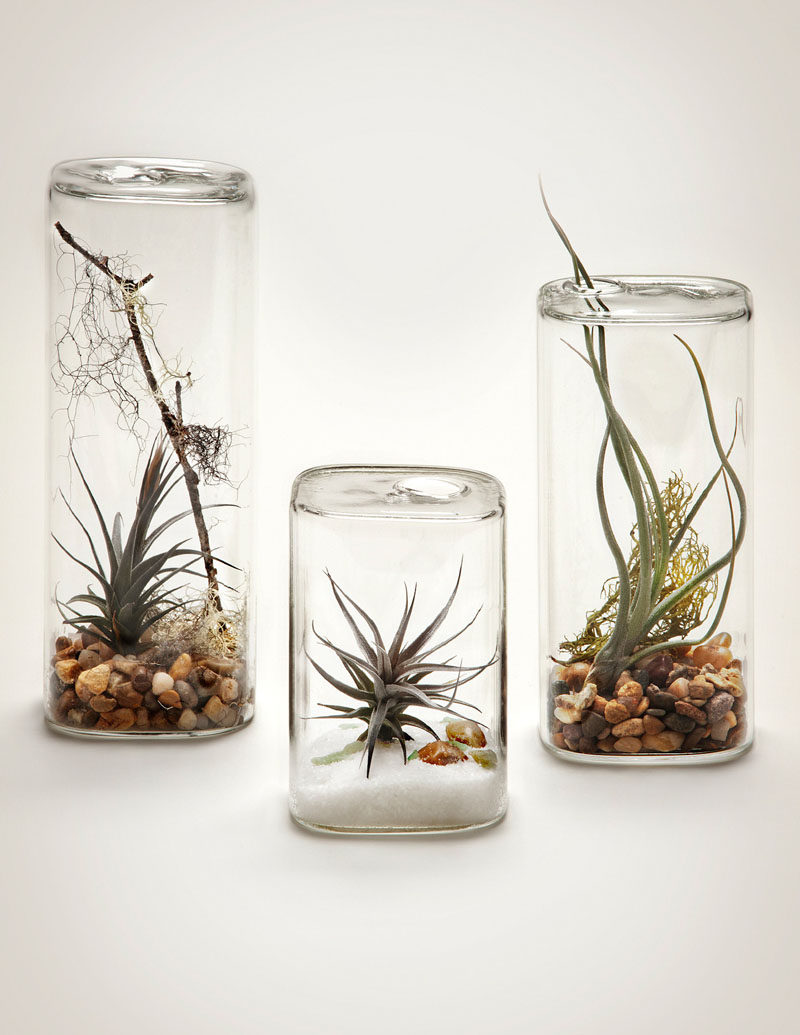 6 Creative Ideas For Displaying AIR PLANTS In Your Home // Display Them In An "Aerium"