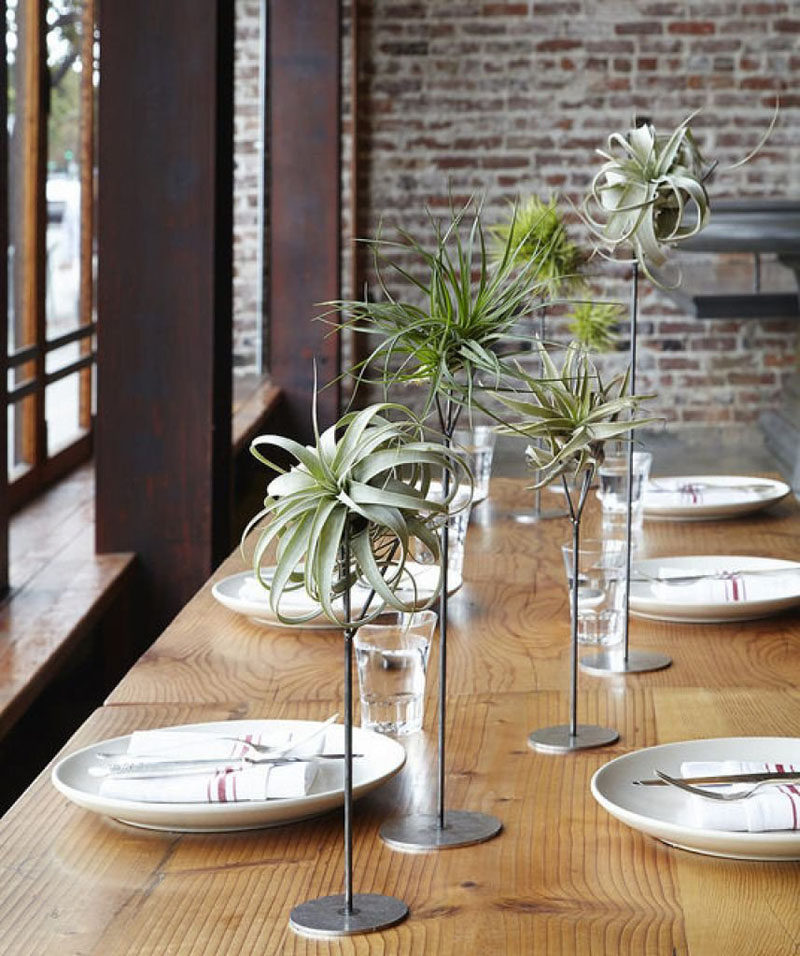6 Creative Ideas For Displaying AIR PLANTS In Your Home // Use Them As A Centerpiece