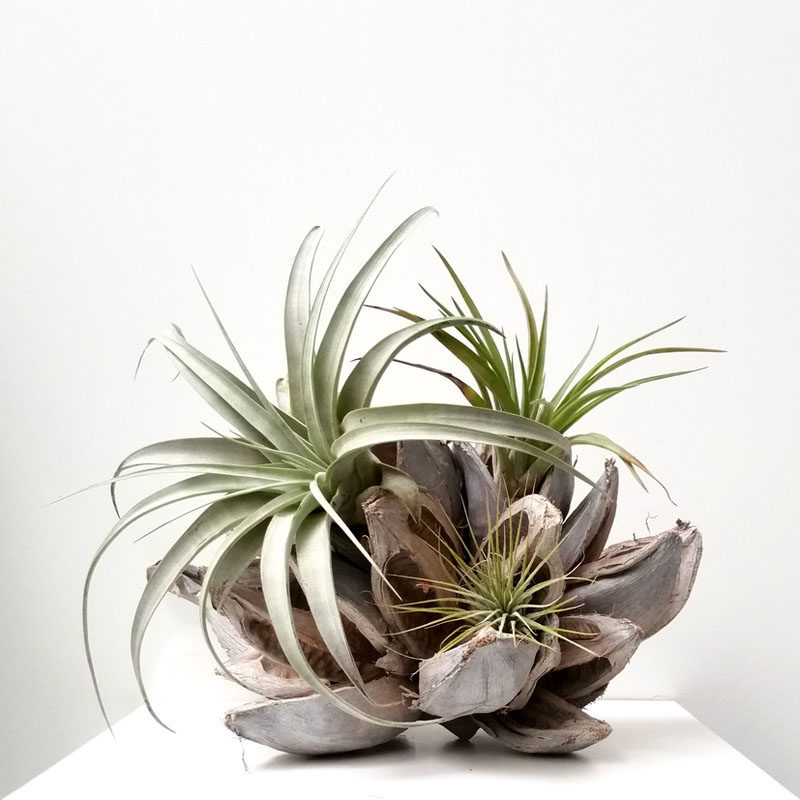 6 Creative Ideas For Displaying AIR PLANTS In Your Home // Use Them As A Centerpiece