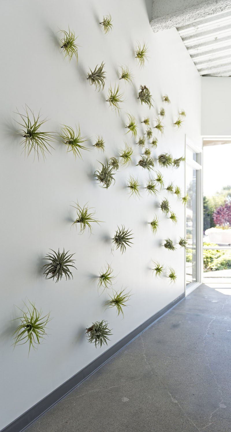 6 Creative Ideas For Displaying AIR PLANTS In Your Home // Buying air plants is like an addiction - once you start, you can't stop. Rather than sprinkling them all over your house, designate a wall or giant holder as their permanent home so you can admire all your little beauties in one place.