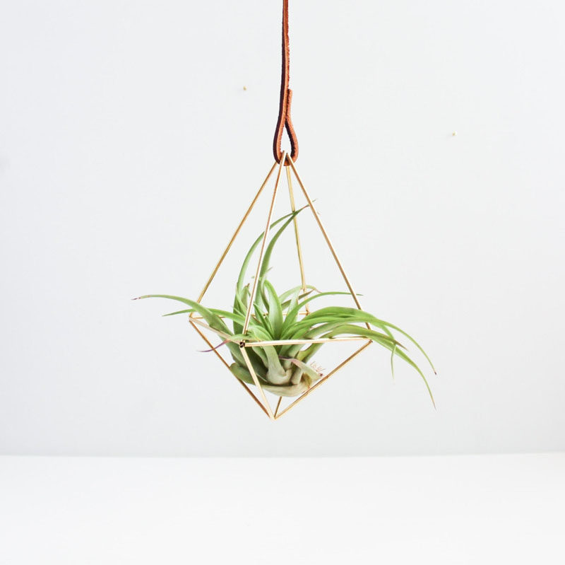 6 Creative Ideas For Displaying AIR PLANTS In Your Home // Hang Them From The Ceiling