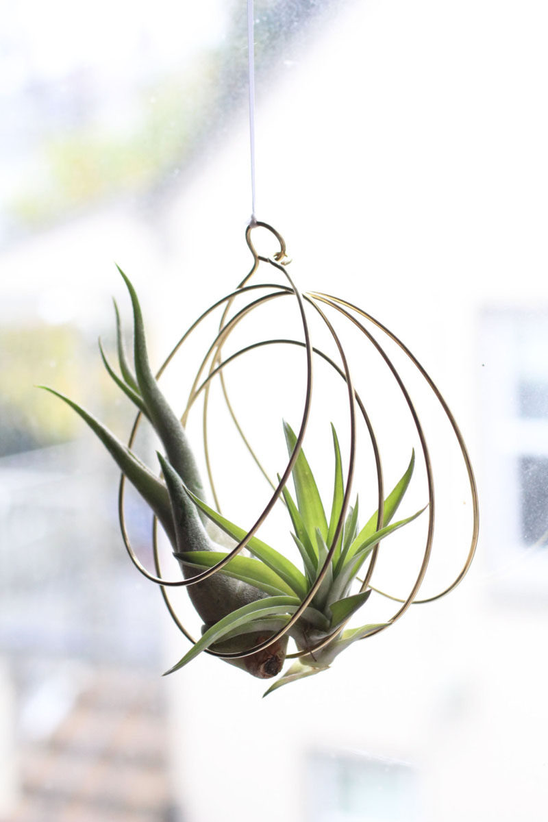 6 Creative Ideas For Displaying AIR PLANTS In Your Home // Hang Them From The Ceiling