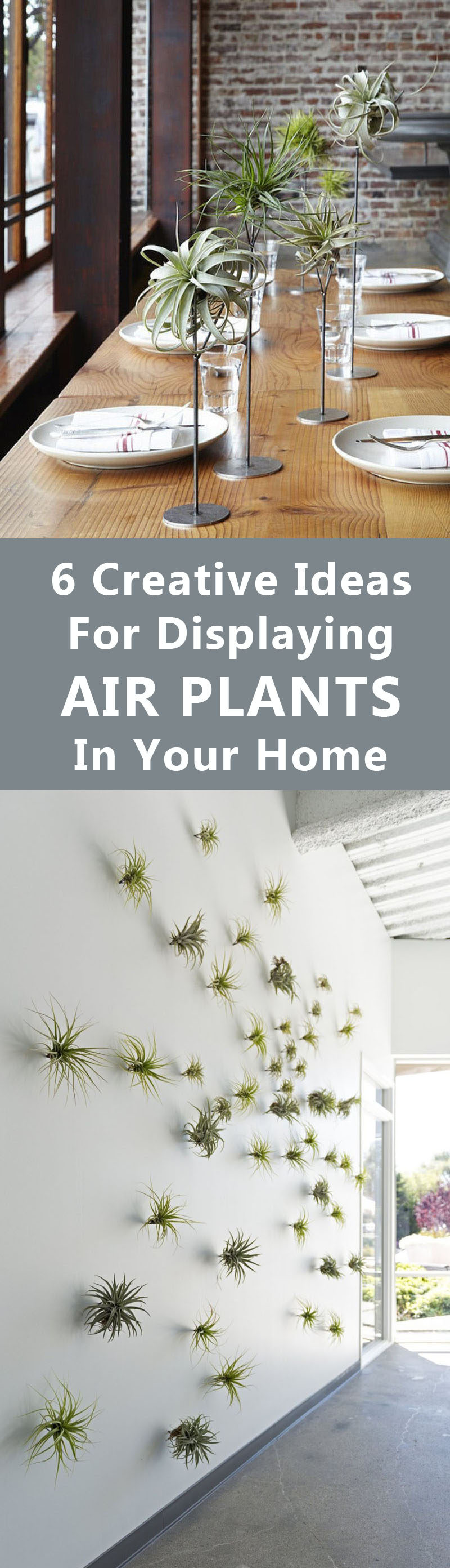 6 Creative Ideas For Displaying Air Plants In Your Home