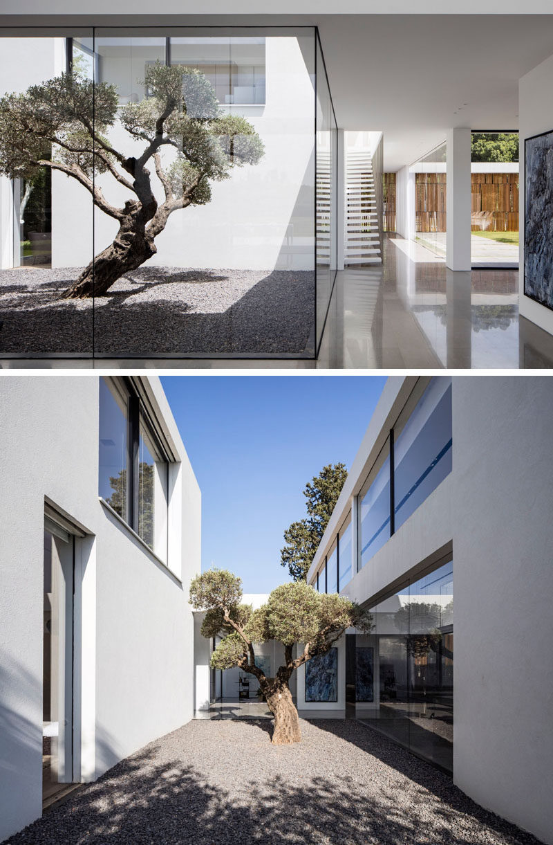 This courtyard, located between two areas of a house, allows for a tree to become a piece of art.