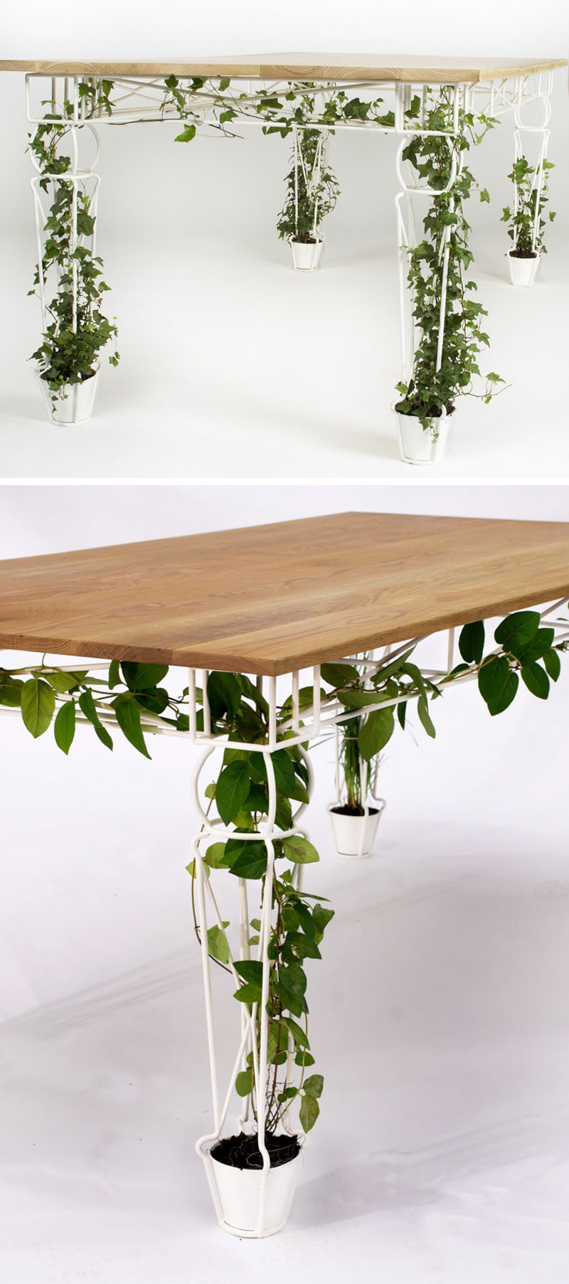 6 Ways To Include Indoor Vines In Your Interior | Keep your home office functional but brimming with plant life by including one of these desks that feature legs that encourage your plants to grow tall without taking up too much space.
