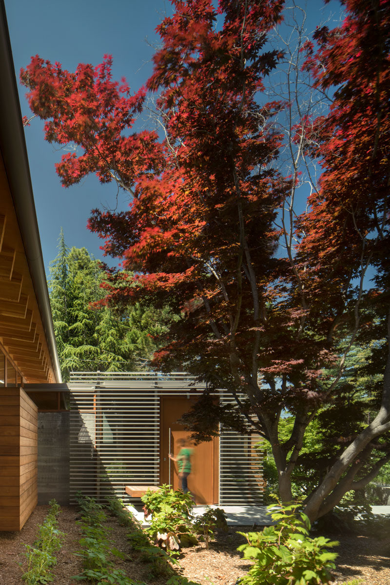 This new single-level modern house in California, was designed around an existing Japanese maple tree.