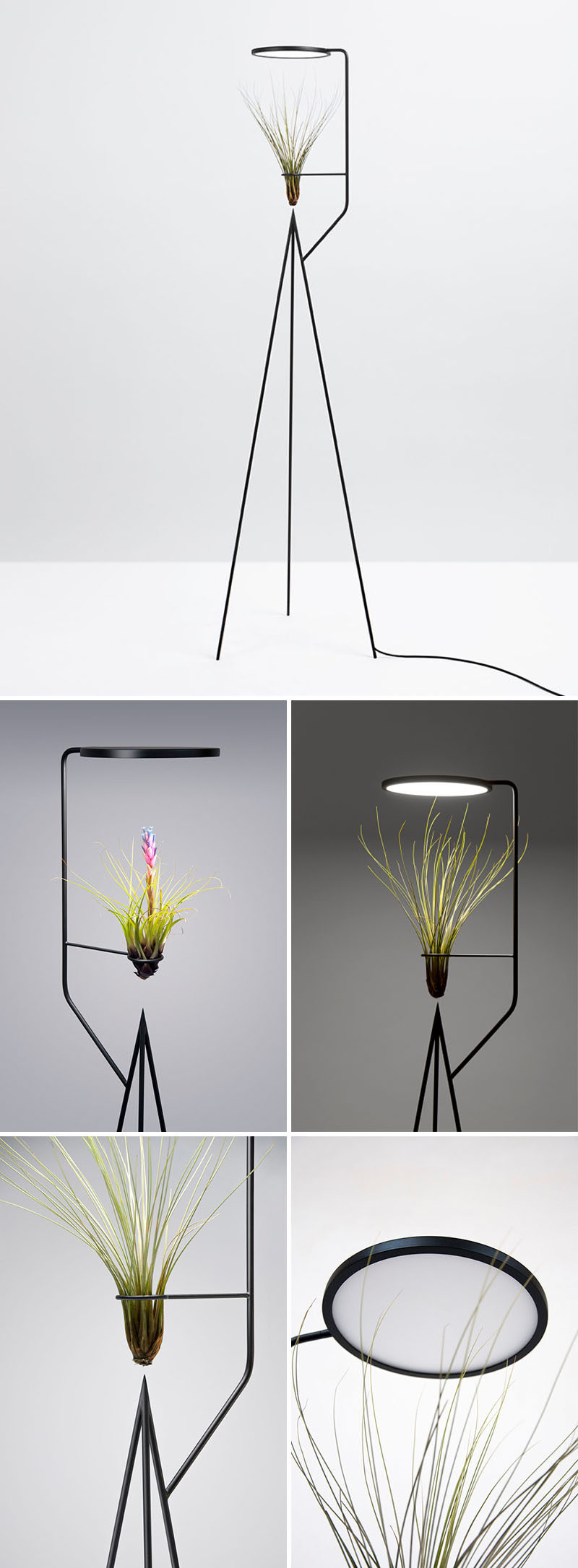 The sculptural form of this matte black air plant holder, allows it to have the LED light positioned directly above the plant, and therefore highlights the design of the plant in a minimalist way.