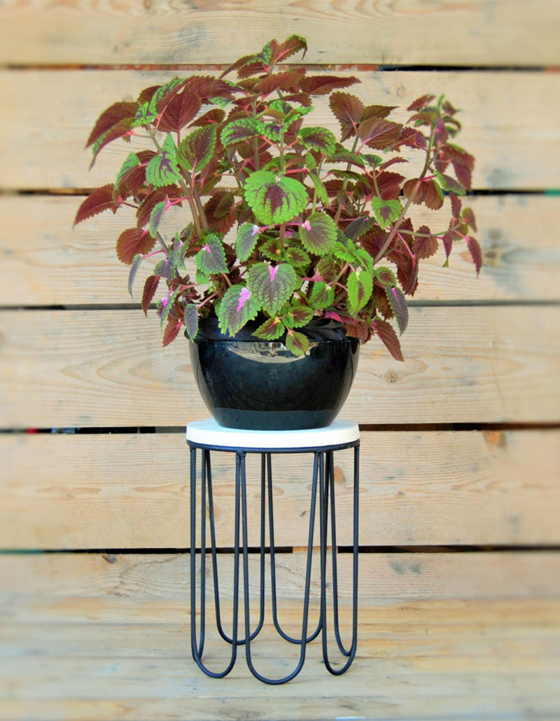 The feet of this black iron plant stand are uniquely rounded creating a modern design. A pot can be put on the natural pine wood platform, or placed directly inside the stand. #PlantStand #ModernPlantStands #Garden #Plants #ModernHomeDecor