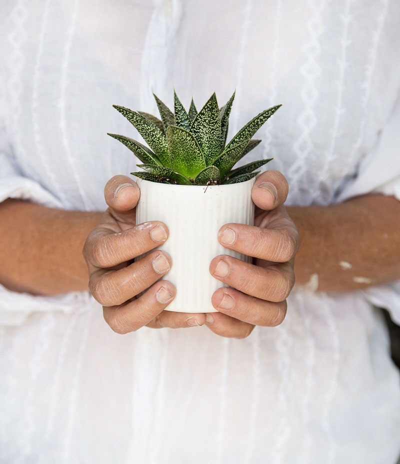 Modern in design, this white ribbed ceramic tabletop planter lets the plant be the main attraction. 