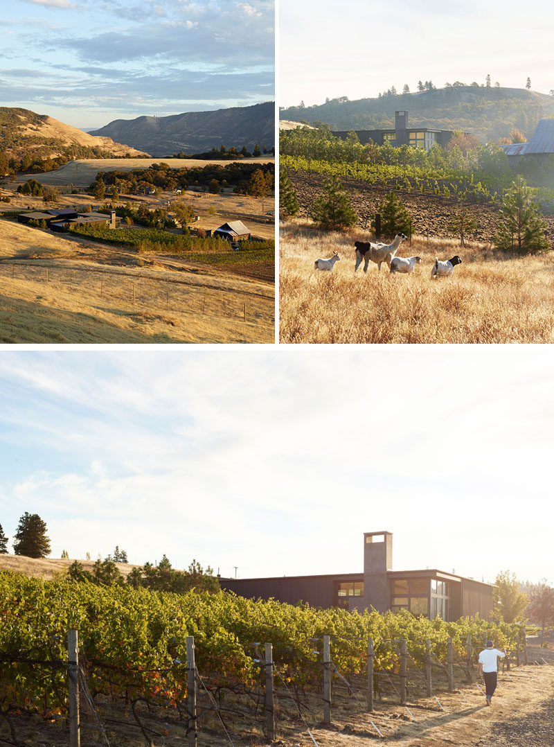 Architecture and design firm goCstudio, have designed the COR Cellars, a winery and tasting room that's tucked away in the hills of Lyle, Washington. 