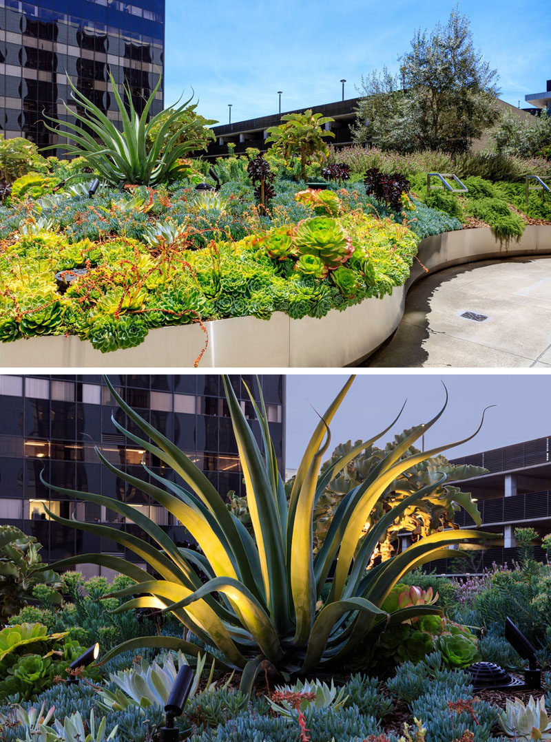 A variety of plants have been used in this modern garden. Textural foliage and large-scaled plants, such as agaves have been supplemented with succulents and other shade loving plants. At night, specific plants are highlighted with uplighting.